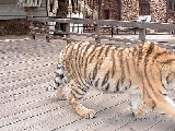 大連森林動物園