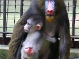 大連森林動物園