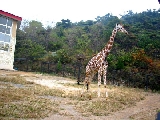 大連森林動物園