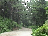 金龍寺森林公園